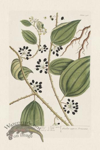 BEE 393 Sarsaparilla of America